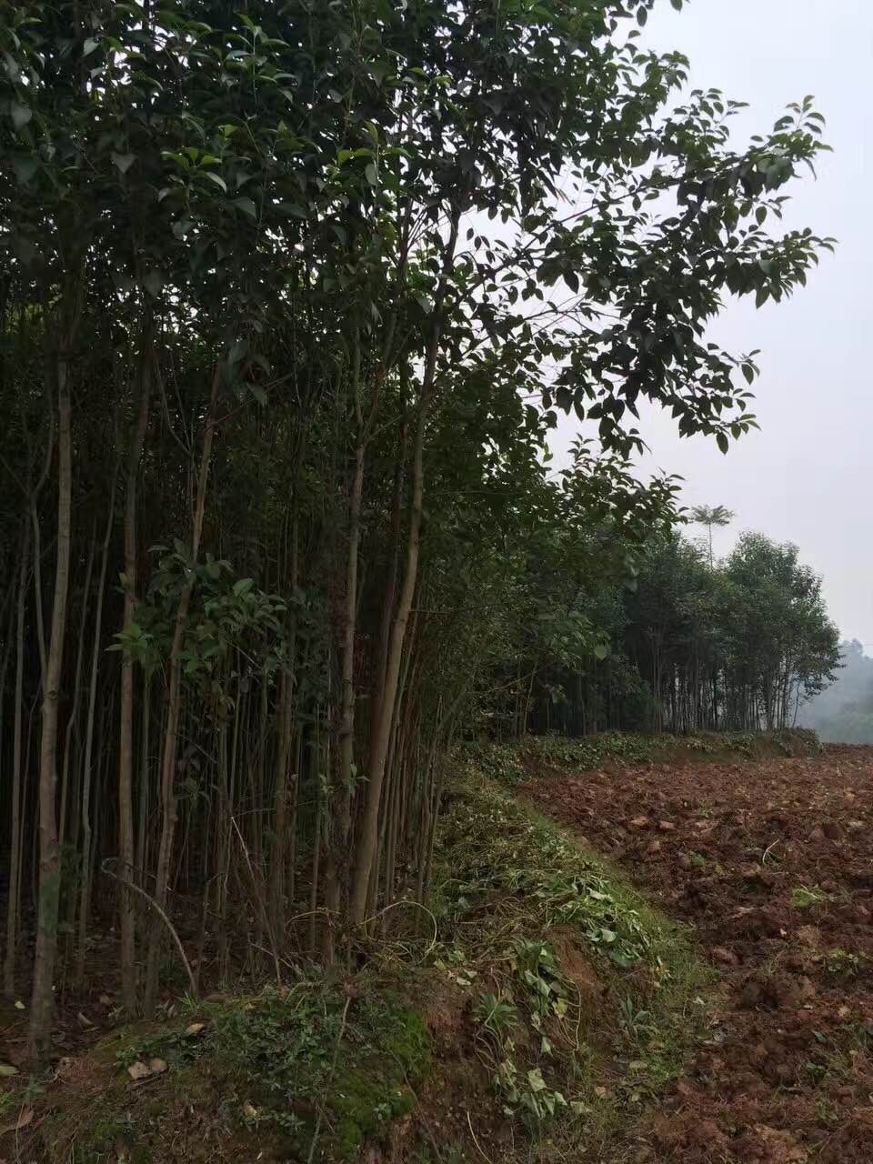 大葉女貞